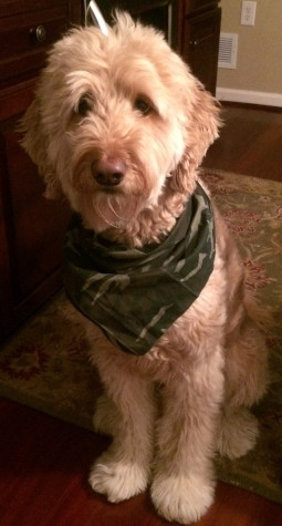 Our Goldendoodle named Doug
