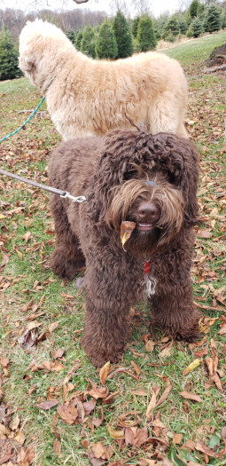 Mr. Finn at the
Christmas tree farm with Doug