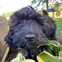 Spring Valley's Stella exploring in the garden