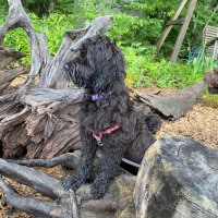 Spring Valley's Stella standing on a log